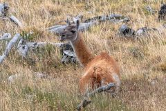 2023-02-Torres-del-Paine-0333