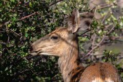 2022-06-Black-Canyon-of-the-Gunnison-NP-071