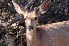 2022-06-Black-Canyon-of-the-Gunnison-NP-092