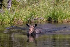 2022-06-Glacier-NP-012