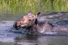 2022-06-Glacier-NP-017