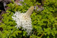 2022-06-Glacier-NP-139