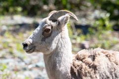 2022-06-Glacier-NP-170