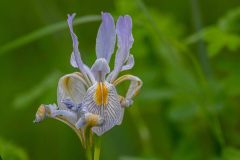 2022-06-Glacier-NP-381