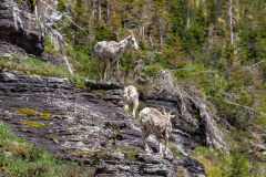 2022-06-Glacier-NP-551