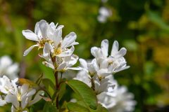 2022-06-Glacier-NP-643