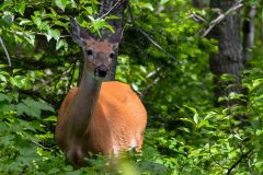 2022-06-Glacier-NP-666