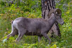 2022-07-Waterton-Lakes-NP-034