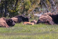 2022-06-Yellowstone-104-Pano