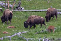 2022-06-Yellowstone-347