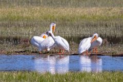 2022-06-Yellowstone-480