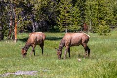 2022-06-Yellowstone-521