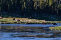 2022-06-Yellowstone-904