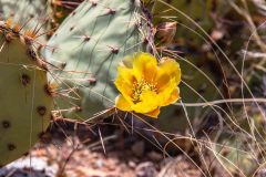 2022-04-Saguaro-NP-001