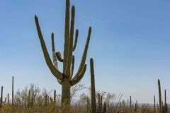 2022-04-Saguaro-NP-008