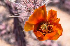 2022-04-Saguaro-NP-011