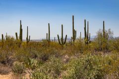 2022-04-Saguaro-NP-013