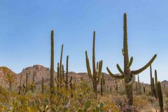 2022-04-Saguaro-NP-024