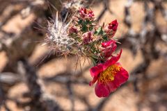 2022-04-Saguaro-NP-049