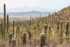 2022-04-Saguaro-NP-053