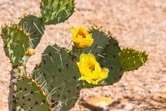 2022-04-Saguaro-NP-068