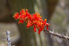 2022-04-Saguaro-NP-069