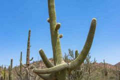 2022-04-Saguaro-NP-070