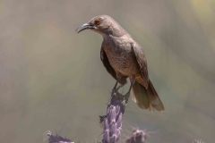 2022-04-Saguaro-NP-085