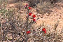 2022-04-Saguaro-NP-090