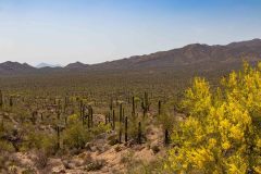 2022-04-Saguaro-NP-093