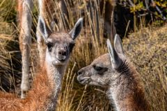 2023-03-Patagonia-NP-639