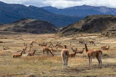 2023-03-Patagonia-NP-675