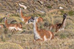 2023-03-Patagonia-NP-683