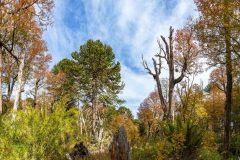 2023-04-Villarica-NP-028-Pano