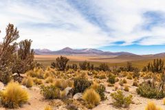 2022-12-Volcan-Isluga-07-Pano