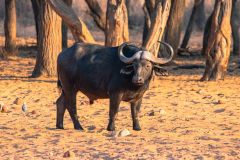 2023-09-Waterberg-NP-072