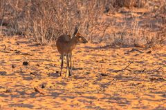 2023-09-Waterberg-NP-076