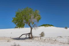 2022-04-White-Sands-NP-134