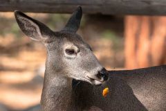 2022-10-Yosemite-NP-094